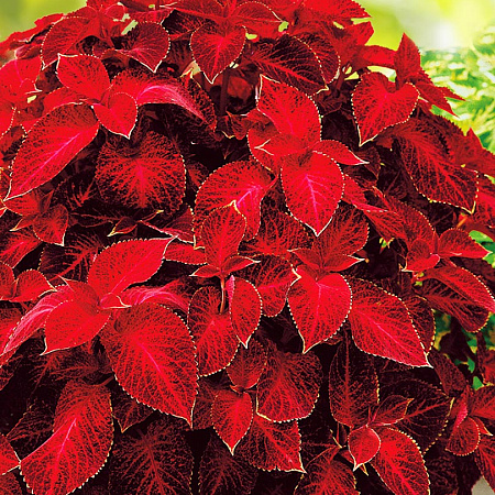 Фото Колеус Волшебник Красный Бархат