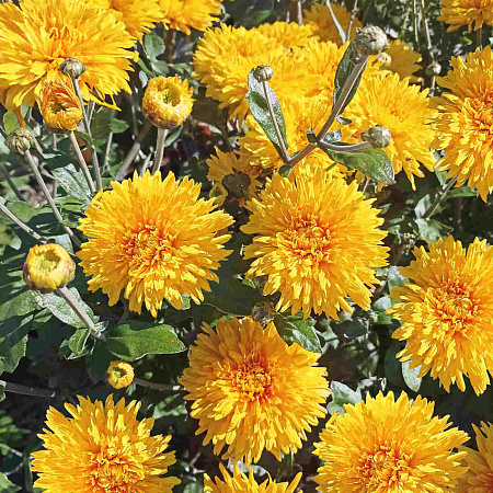 Фото Хризантема корейская Скифское золото