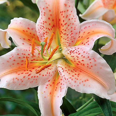 Фото Лилия восточная Салмон Парти