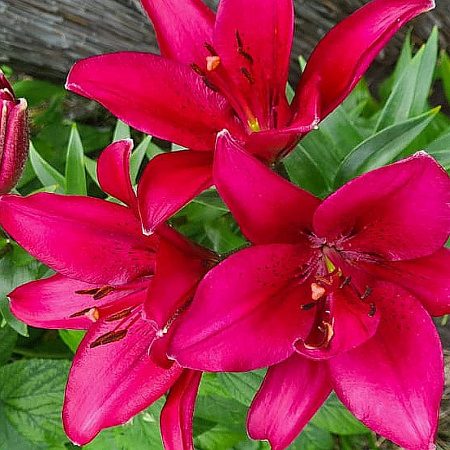 Фото Лилия лонгифлорум Мияби