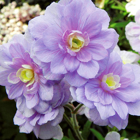 Фото Герань луговая Саммер Скайс