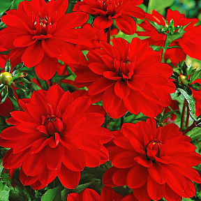 Георгин Опера Красная