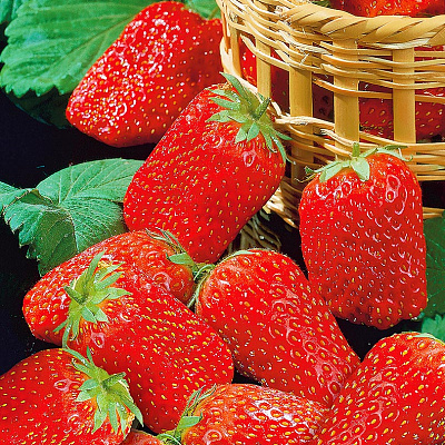 Земляника садовая Таго