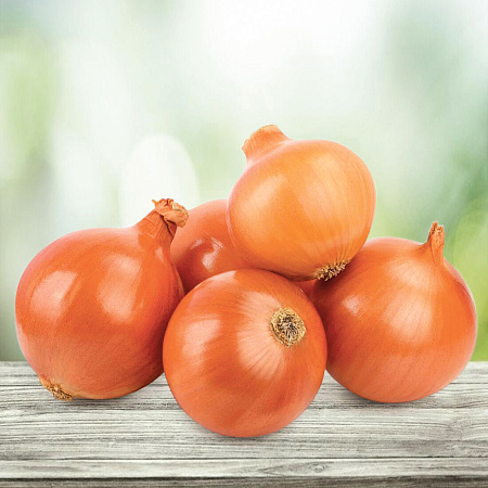 Фото Лук-севок Гелиос