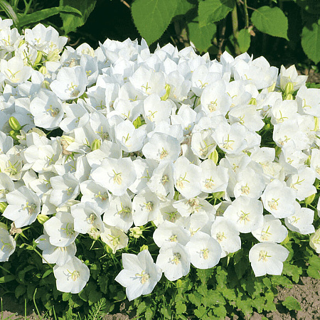 Фото Колокольчик карпатский Белые клипсы