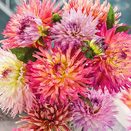 Фото Георгин кактусовый набор Пастельный