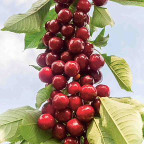 Черешня колонновидная Сильва