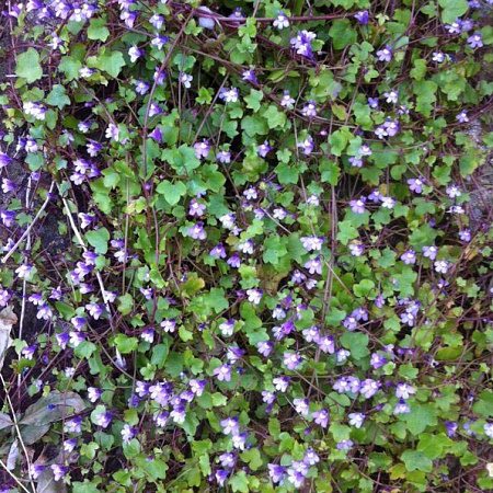 Фото Цимбалярия постенная