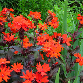 Лихнис Везувий