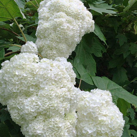 Фото Гортензия дуболистная Гармония