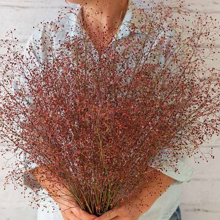 Фото Талинум метельчатый