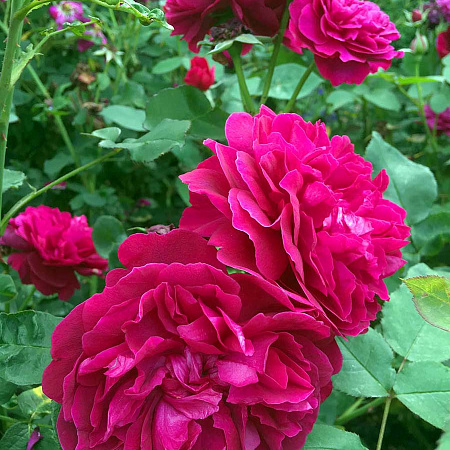 Фото Роза английская Дарси Бассел C12,5