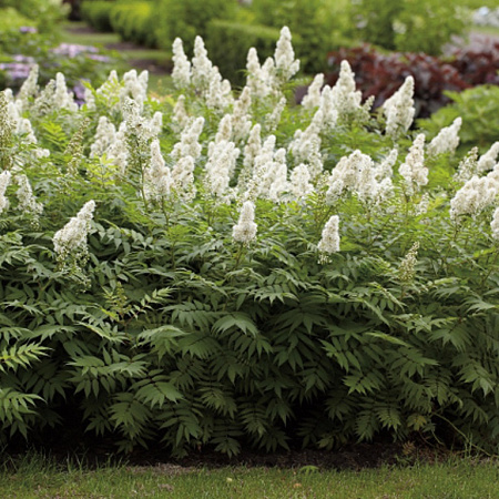 Фото Рябинник рябинолистный Пинк хопи