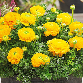 Лютик Маше Жёлтый