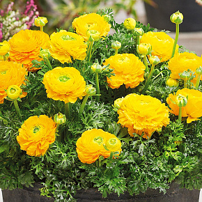 Лютик Маше Жёлтый