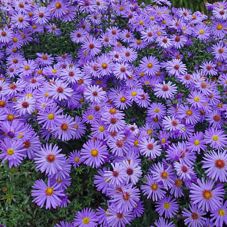 Фото Астра Октоберфест