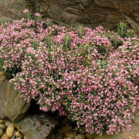 Фото Андромеда многолистная Голубая лагуна