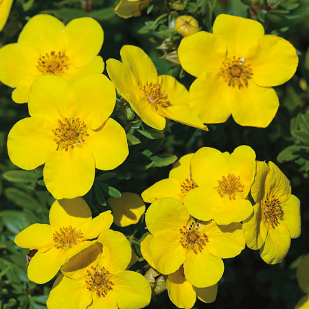 Фото Курильский чай Голдфингер