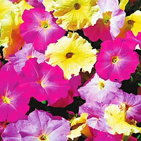 Петуния Мираж Нежные Напевы набор