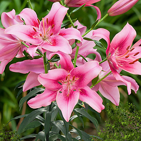 Лилия ОА-гибрид Чайлд ин Тайм