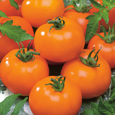 Фото Помидор Ассоль