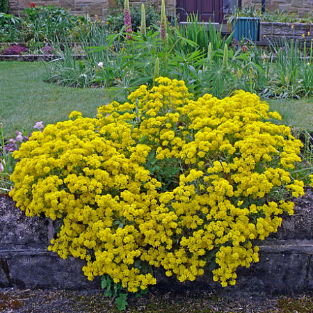 Фото Алиссум скальный