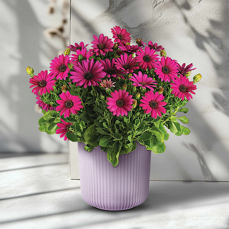 Фото Остеоспермум Санни Компакт Эмма