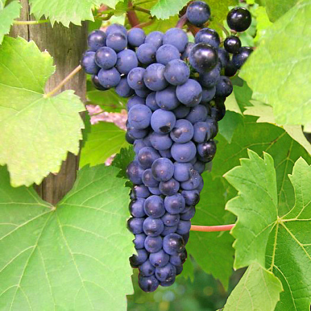 Фото Виноград Леон Мийо