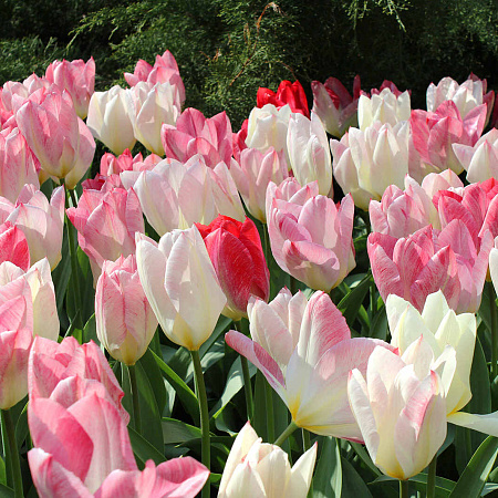 Фото Тюльпан фостера Пуриссима