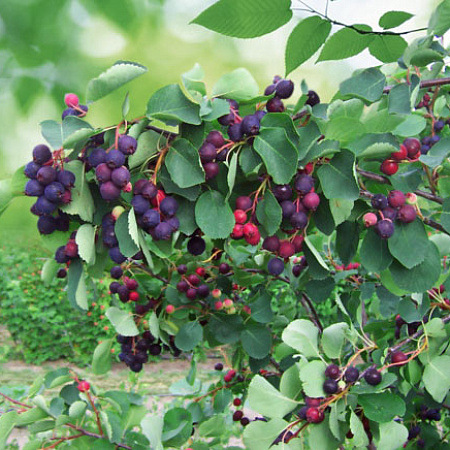 Фото Ирга Медовая