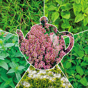 Набор для чая