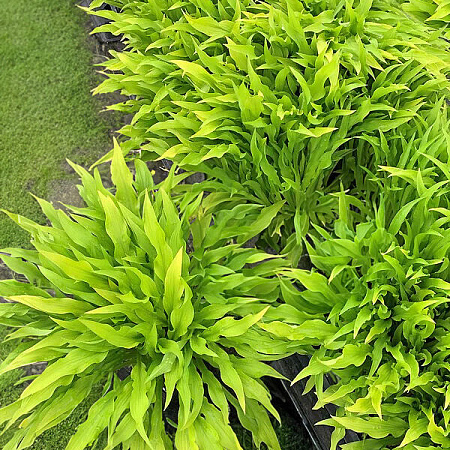 Фото Хоста Пати Стримерс