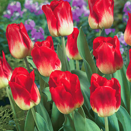 Фото Тюльпан Идеальная пара