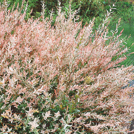 Фото Ива цельнолистная Хакуро Нишики