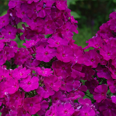 Флокс метельчатый Виктория