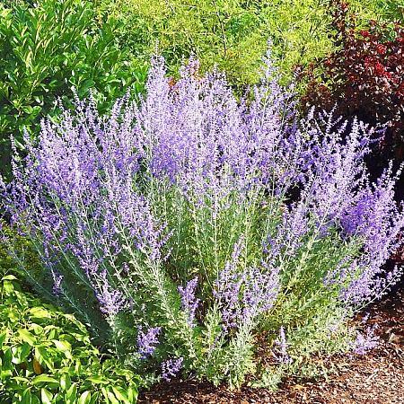 Фото Перовския Голубой Шпиль