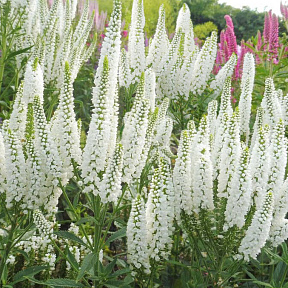 Вероника Ферст Леди