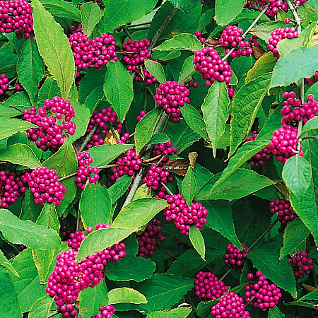 Фото Красивоплодник бодиньера Профьюжн