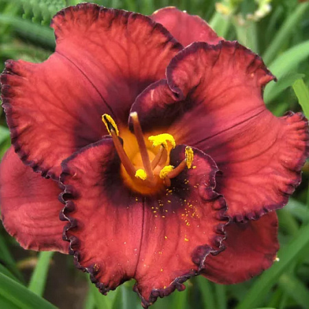 Фото Лилейник Беррилишес