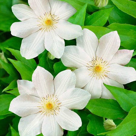 Фото Черноголовка Набор Пагода