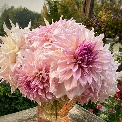 Георгин крупноцветковый Шило Ноэль