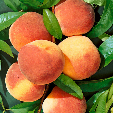 Фото Персик Августовский стойкий