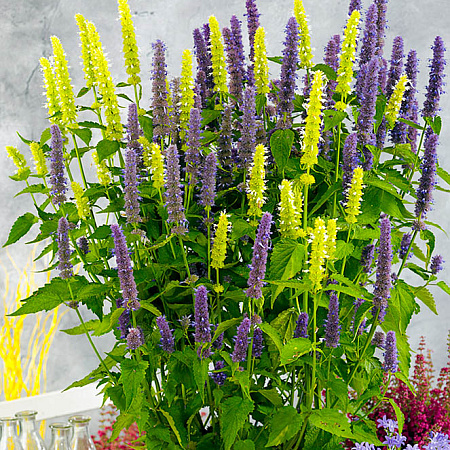 Фото Многоколосник Мексиканский Цветной набор