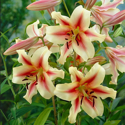 Лилия ОТ-гибрид Лавон