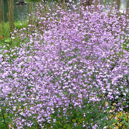 Фото Василистник Великолепный