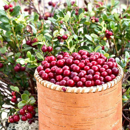 Фото Брусника Санна