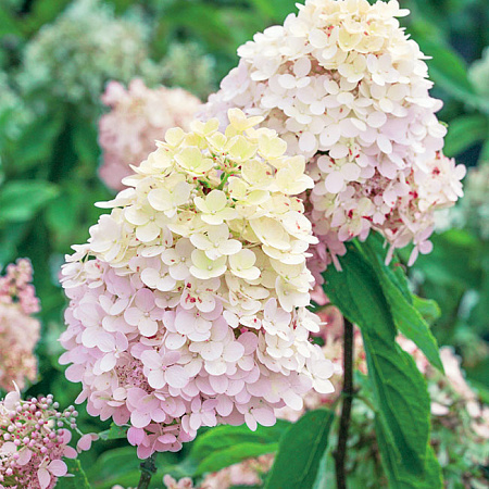 Фото Гортензия метельчатая Мэджикал Сладкое лето