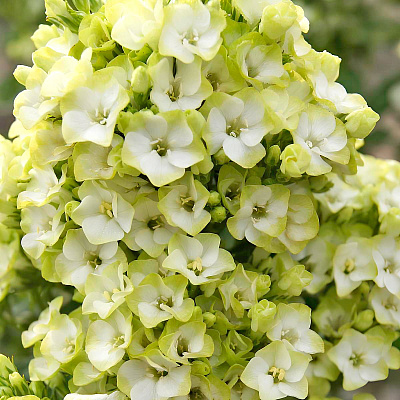 Флокс метельчатый Грин Лиф