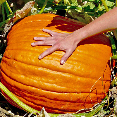 Тыква Биг Макс