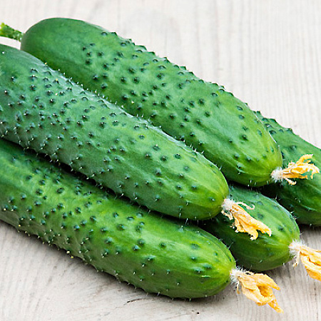 Фото Огурец Спино F1